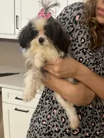 Prissy , a female Maltipoo for sale in Sarasota, FL – 2 of 2