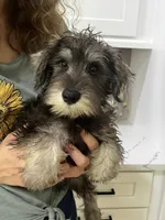 Gizmo, a male Miniature Schnauzer for sale in Sarasota, FL – 2 of 2