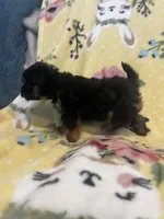 Joy, a female Maltipoo for sale in Sarasota, FL – 3 of 3