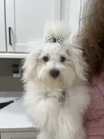 Casper, a male Maltipoo for sale in Sarasota, FL – 2 of 2