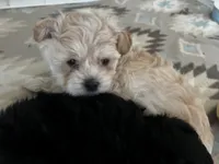 Darling, a female Maltese and Poodle - Toy  for sale in Sarasota, FL – 2 of 5