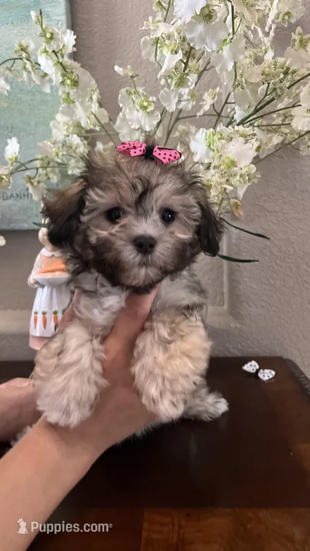 Beauty, a female Maltipoo for sale in Sarasota, FL – Photo 1 of 5