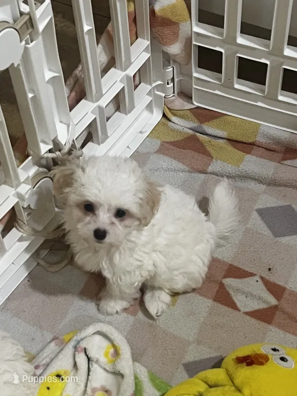 Dumplin – Maltese, Poodle - Toy  puppy for sale in Sarasota, FL