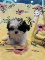 Mickey, a male Maltese and Poodle - Toy  for sale in Sarasota, FL – 2 of 4