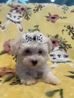 Cutie pie, a male Maltese and Poodle - Toy  for sale in Sarasota, FL – 5 of 5