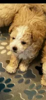 Gizmo, a male Maltipoo for sale in Sarasota, FL – 2 of 2