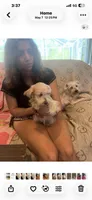 Cookie, a female Miniature Schnauzer for sale in Sarasota, FL – 3 of 3