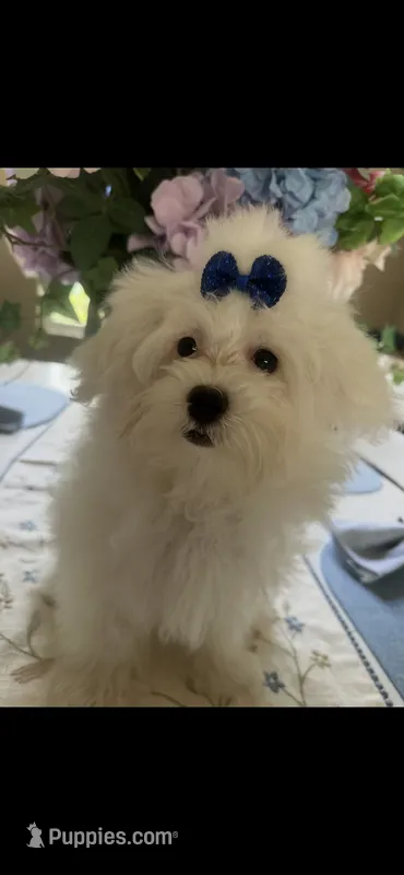 Prince – Maltese, Poodle - Toy  puppy for sale in Sarasota, FL