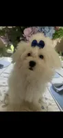 Prince, a male Maltese and Poodle - Toy  for sale in Sarasota, FL – 1 of 2