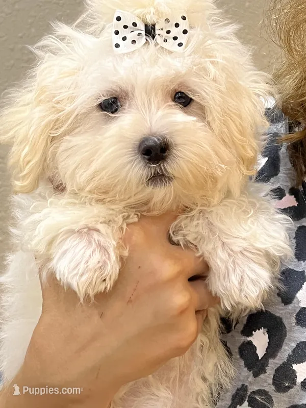 Scooby  – Maltipoo puppy for sale in Sarasota, FL