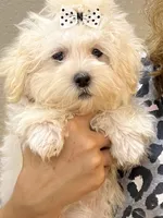 Scooby , a male Maltipoo for sale in Sarasota, FL – Photo 1 of 4
