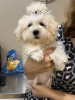 Scooby , a male Maltipoo for sale in Sarasota, FL – Photo 3 of 4