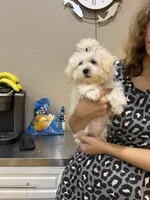 Scooby , a male Maltipoo for sale in Sarasota, FL – Photo 2 of 4