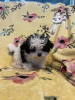 Mickey, a male Maltese and Poodle - Toy  for sale in Sarasota, FL – 3 of 4