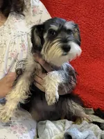 Delilah, a female Miniature Schnauzer for sale in Sarasota, FL – Photo 2 of 2