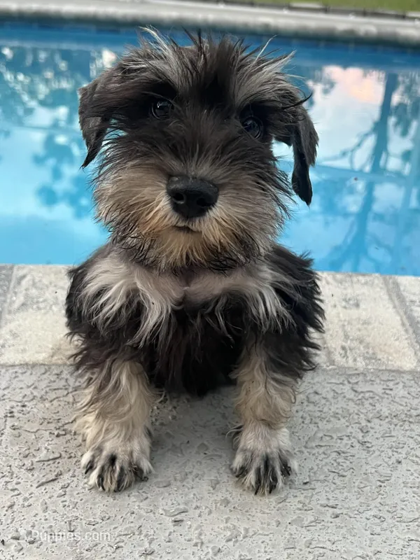 Delilah – Miniature Schnauzer puppy for sale in Sarasota, FL