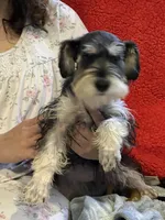 Delilah, a female Miniature Schnauzer for sale in Sarasota, FL – Photo 1 of 2