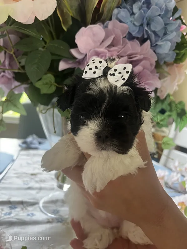 Tootles – Maltese, Poodle - Toy  puppy for sale in Sarasota, FL