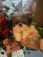Rose , a female Shih Tzu for sale in Sarasota, FL – 2 of 2