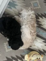Darling, a female Maltese and Poodle - Toy  for sale in Sarasota, FL – 3 of 5