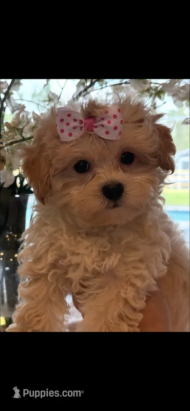 Fancy – Maltese, Poodle - Miniature  puppy for sale in Sarasota, FL