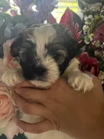 Thumper, a male Maltipoo for sale in Sarasota, FL – 3 of 3
