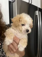 Gizmo, a male Maltipoo for sale in Sarasota, FL – 2 of 2