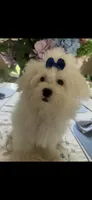 Bear , a male Maltese for sale in Sarasota, FL – 1 of 1