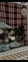 Scooby , a male Miniature Schnauzer for sale in Sarasota, FL – 1 of 1