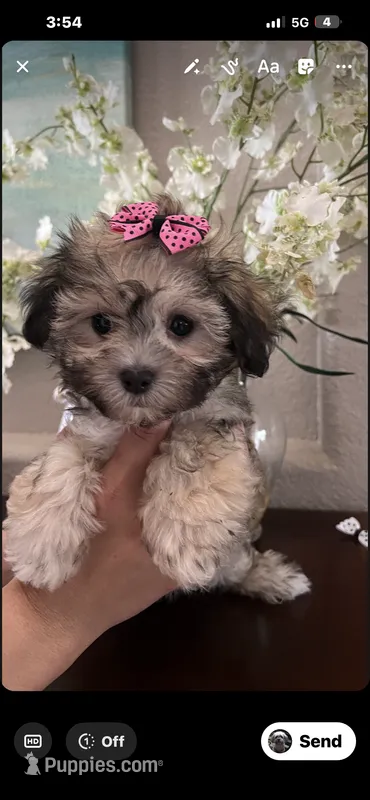 Mommy’s boy  – Maltipoo puppy for sale in Sarasota, FL