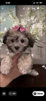 Mommy’s boy , a male Maltipoo for sale in Sarasota, FL – 1 of 1