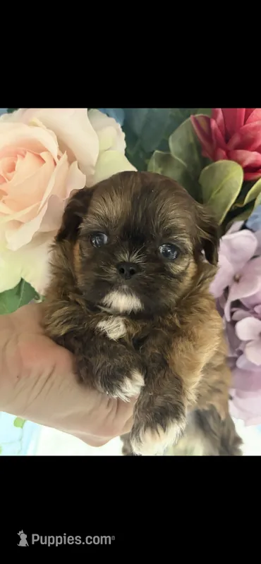 Bella  – Shih Tzu puppy for sale in Sarasota, FL