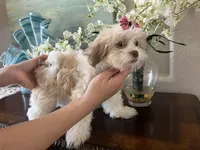 Fred, a male Maltipoo for sale in Sarasota, FL – Photo 3 of 8