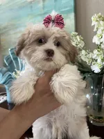 Fred, a male Maltipoo for sale in Sarasota, FL – Photo 8 of 8