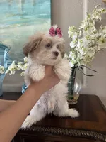 Fred, a male Maltipoo for sale in Sarasota, FL – Photo 5 of 8