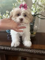 Fred, a male Maltipoo for sale in Sarasota, FL – Photo 1 of 8