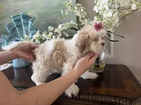 Fred, a male Maltipoo for sale in Sarasota, FL – Photo 6 of 8