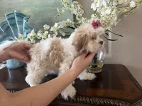 Fred, a male Maltipoo for sale in Sarasota, FL – Photo 7 of 8