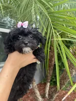 Summer, a female Yorkipoo for sale in Sarasota, FL – 5 of 5