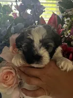 Thumper, a male Maltipoo for sale in Sarasota, FL – 1 of 3