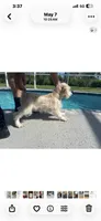 Cookie, a female Miniature Schnauzer for sale in Sarasota, FL – 2 of 3
