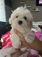 Bella , a female Poodle and Maltese for sale in Sarasota, FL – 2 of 2