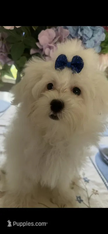 Charlie – Maltese, Poodle - Toy  puppy for sale in Sarasota, FL