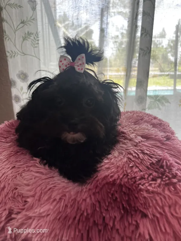 Dolly – Maltese, Poodle - Toy  puppy for sale in Sarasota, FL