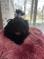 Dolly, a female Maltese and Poodle - Toy  for sale in Sarasota, FL – 1 of 1