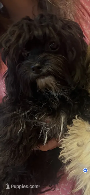 Candy – Maltese, Poodle - Toy  puppy for sale in Sarasota, FL