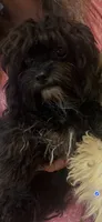Candy, a female Maltese and Poodle - Toy  for sale in Sarasota, FL – 1 of 1