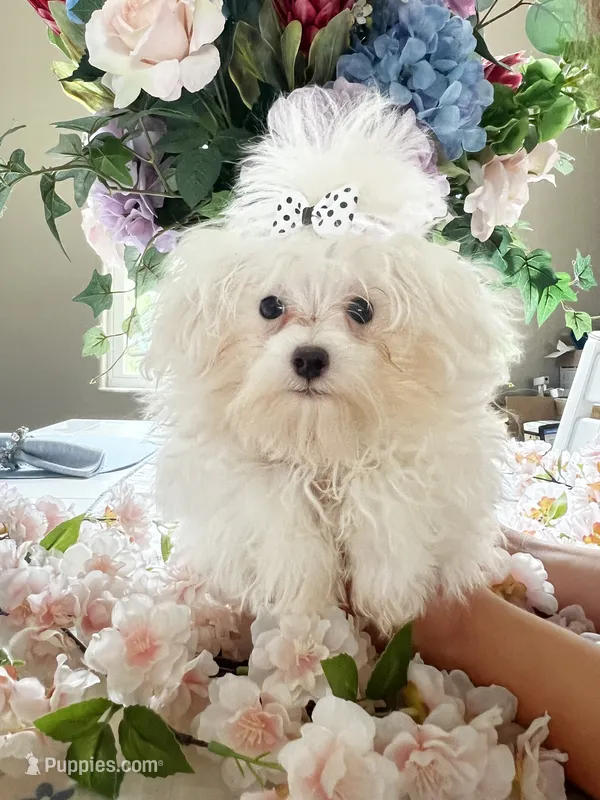 Milo – Maltese puppy for sale in Sarasota, FL