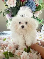 Milo, a male Maltese for sale in Sarasota, FL – 1 of 2