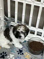 Thumper, a male Maltipoo for sale in Sarasota, FL – 3 of 3